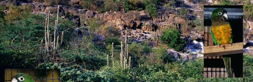 Kaktusz papagáj (Aratinga cactorum) szemben és jobbra fent Aranyhomlokú ékfarkú papagáj (Aratinga aurea) jobbra lent Az aranyhomlokú vagy őszibarack homlokú ékfarkú papagáj, (Aratinga aurea) egész