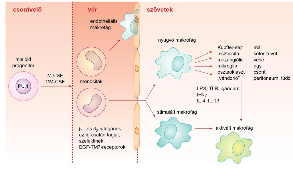 A makrofágok
