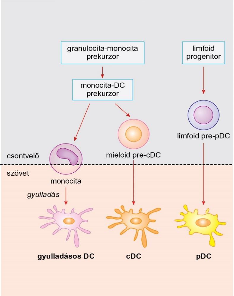 Makrofágok és dendritikus sejtek in vitro differenciáltatása In vitro differenciáltatás: ÉRETLEN MDC immdc makrofág GM-CSF + IL-4 MONOCITA CD14+ MHCII+ GM-CSF