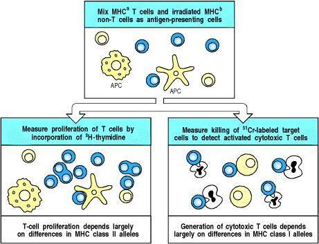 MLR (Mixed Lymphocyte