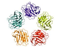 szérum koncentrációján keresztül. Ilyen markerek az akut fázis fehérjék, például a CRP, a szérum amiloid-protein (SAP) és egyes citokinek (pl. IL-6).