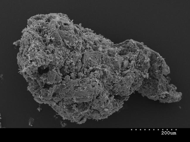 a) b) M/2. ábra. Pásztázó elektronmikroszkópos képek acetát kezelésű mikrokozmoszokból származó fagyasztva szárított talajminták.