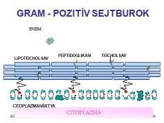 Peptidoglikán Muraminsav Glukozamin 2009 LL 25 2009 LL 26 Peptidoglikán Csak a prokariótákban fordul elő A létrejöttéhez szükséges biokémiai folyamatok csak a baktériumokra jellemzőek
