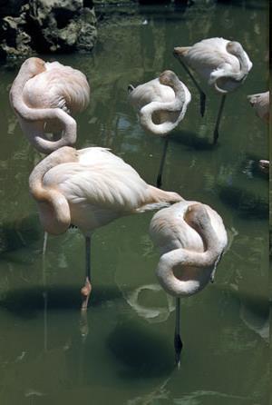 flamingók Sajátos