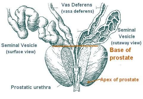 Két váladéktermelő szerv: Prosztata: az ondó folyékony részének jelentős részét termeli.