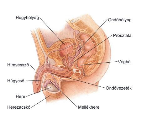 Hím ivarszervek (organa genitalia masculina) Hímekben a húgy és ivarszervrendszer megőrzi fejlődéstani kapcsolatát.