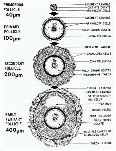 Fejlődő tüszők összehasonlítása: Primer tüsző: oocita, körülötte a zona pellucida és granulosa sejtek (epithelium folliculie) találhatók.