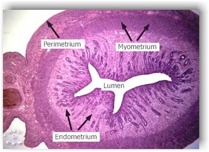 Méh: Három rétegű fal: Endometrium: Mucosa: hengerhám Lamina propria: lazarostos kötőszövet neutrofil granulocitákkal és limfocitákkal.