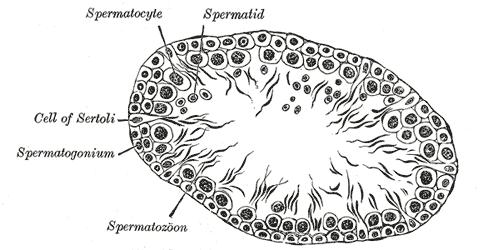 másodrendű spermatocyta 5