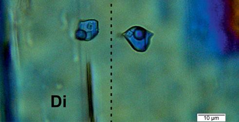 potenciállal rendelkezhetnek (Jakab et al., 1987).