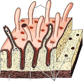 Tunica mucosa lamina muscularis mucosae lamina propria