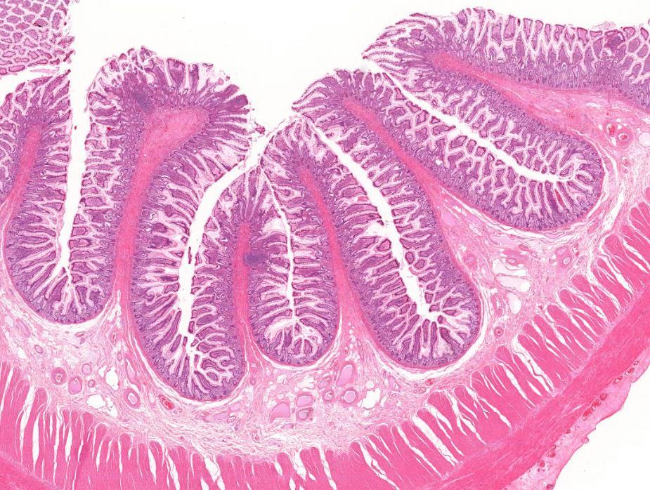 Jejunum (1) bélboholy tunica submucosa