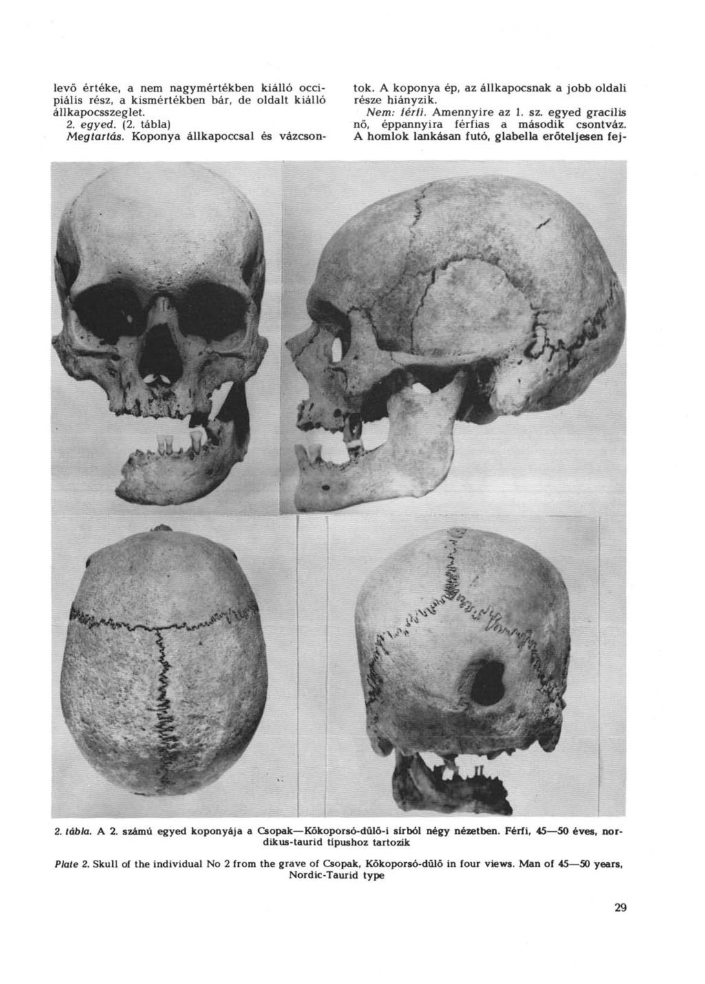 levő értéke, a nem nagymértékben kiálló occipiális rész, a kismértékben bár, de oldalt kiálló állkapocsszeglet. 2. egyed. (2. tábla) Megtartás. Koponya állkapoccsal és vázcsontok.