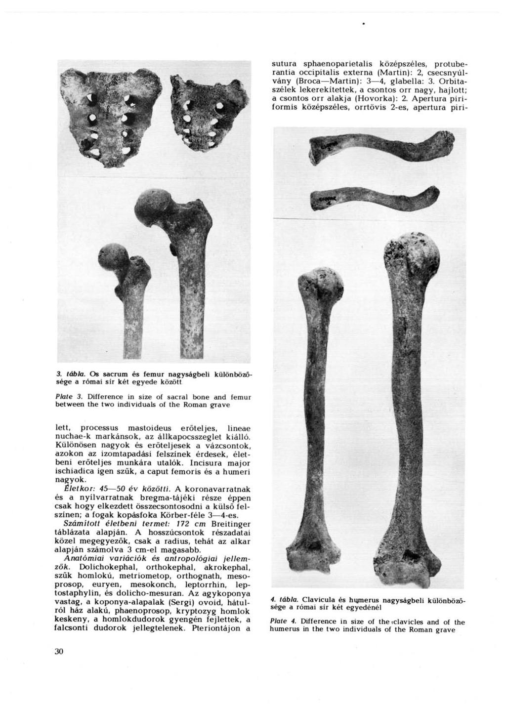 sutura sphaenoparietalis középszéles, protuberantia occipitalis externa (Martin): 2, csecsnyúlvány (Broca Martin): 3 4, glabella: 3.