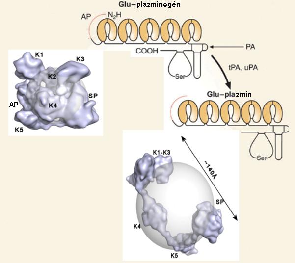 Enziaktivitás szabályozása egyirányú kovalens ódosítással Plazinogén aktivációja