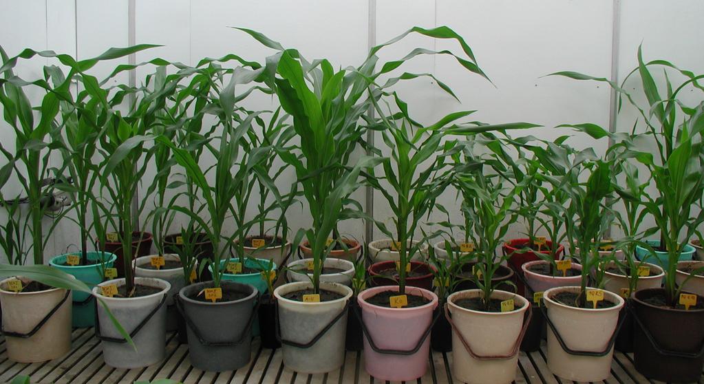 A DH növények élettani vizsgálata A DH növények előállítása után megkezdtük a szelektált vonalak DH 1 utódainak stresszfiziológiai jellemzését annak megállapítása érdekében, hogy ezek a növények