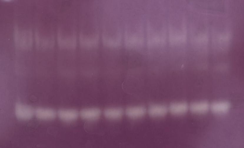 6. ábra: Paraquat tartalmú táptalajról szelektált vonalak antioxidáns (aszkorbinsav peroxidáz (APX), glutation reduktáz (GR), glutation-s-transzferáz (GsT) és kataláz, valamint szuperoxiddizmutáz