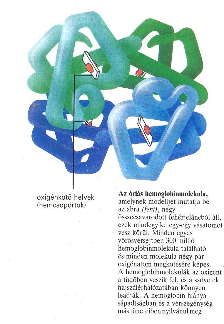 Vörös vértestek (eritrociták) bikonkáv korong alakúak Számuk: kb.