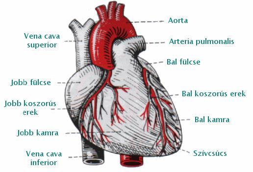 A SZÍV EREI