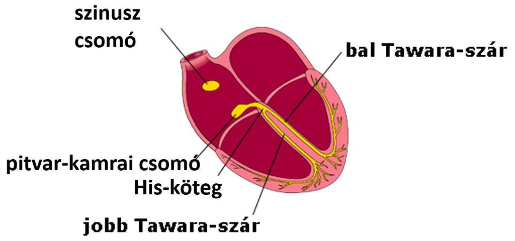 A SZÍV INGERKÉPZŐ ÉS INGERÜLETVEZETŐ RENDSZERE AUTOMÁCIA: saját, automatikus ritmusos működés, amihez az