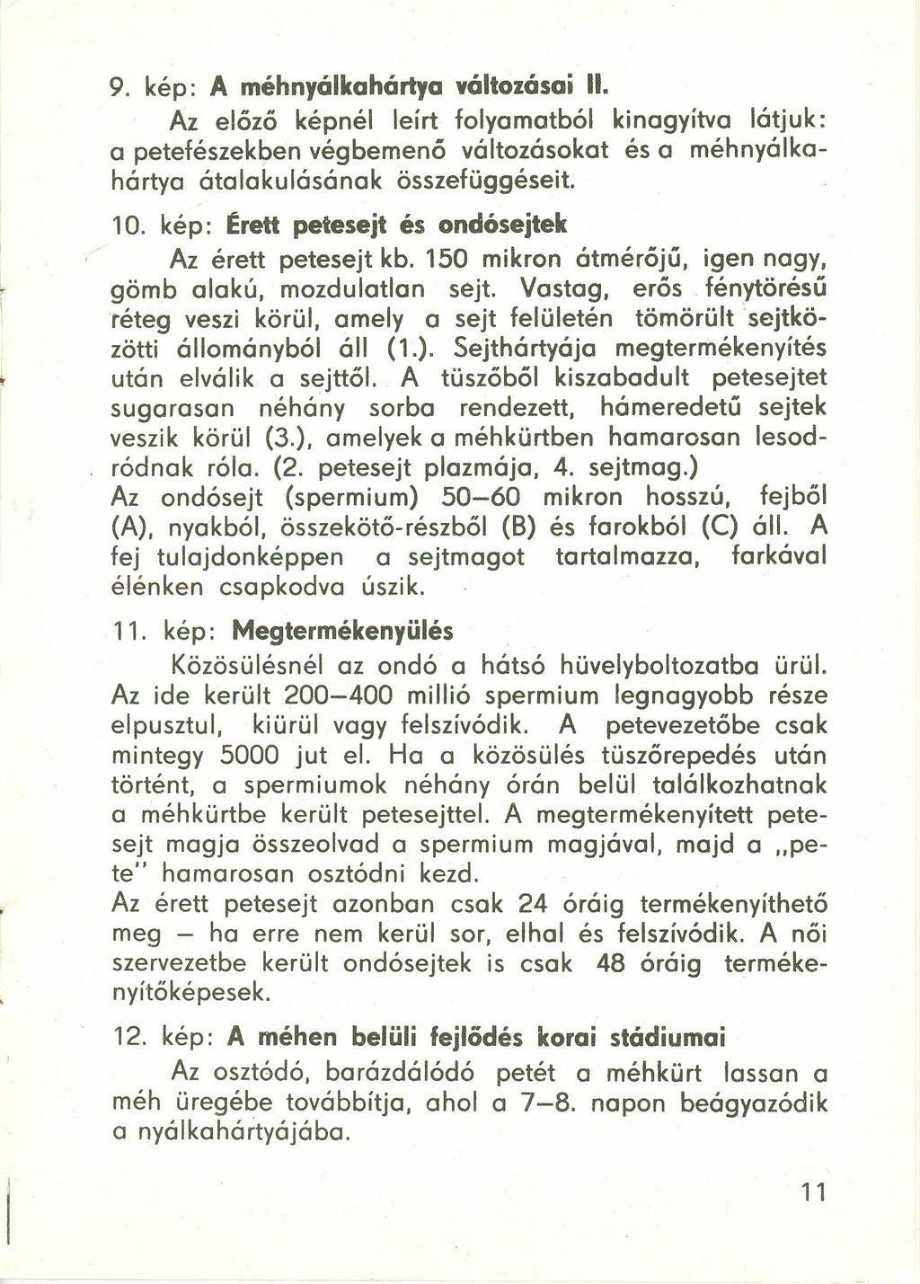 9. kép: A méh nyálkahártya változásai II. Az előző képnél le írt folyamatból kinagyítva látjuk: a petefészekben végbemenő változásokat és a méhnyálkahártya átalakulásának összefüggéseit. 10.