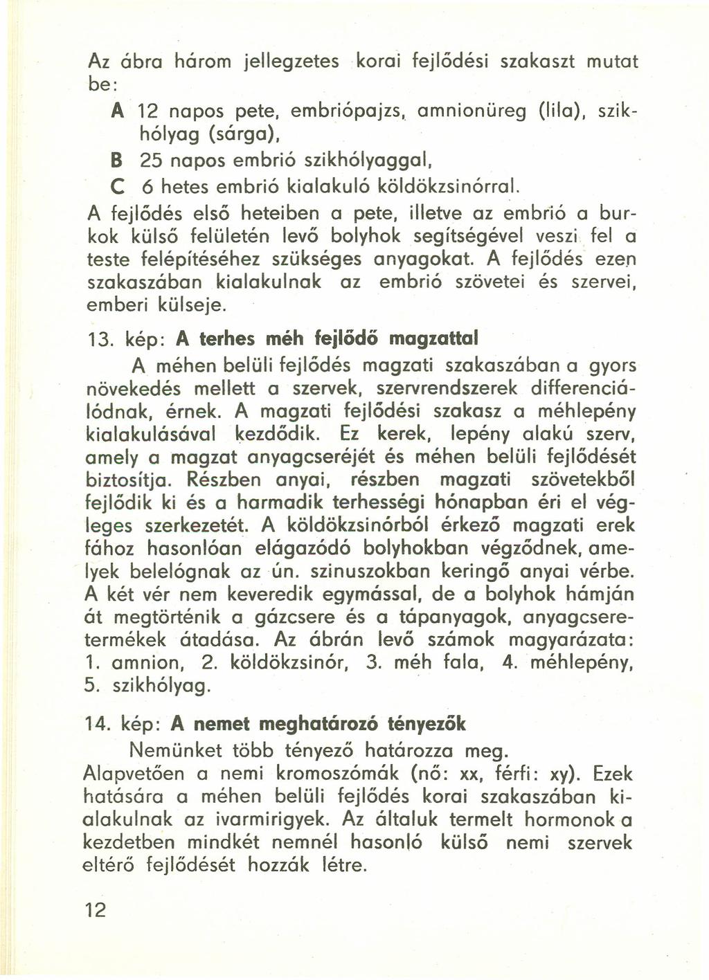 Az ábra három jellegzetes korai fejlődési szakaszt mutat be: A 12 napos pete, embriópajzs, amnionüreg (lila), szikhólyag (sárga), B 25 napos embrió szikhólyaggal, C 6 hetes embrió kialakuló