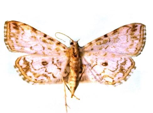 14 Fazekas: Studia specierum rararum Microlepidopterorum in Hungaria (I.) 2 3 2 3. ábra. Elophila rivulalis, imágó : Jászberény (2), Ócsa (3) Figs 2 3.
