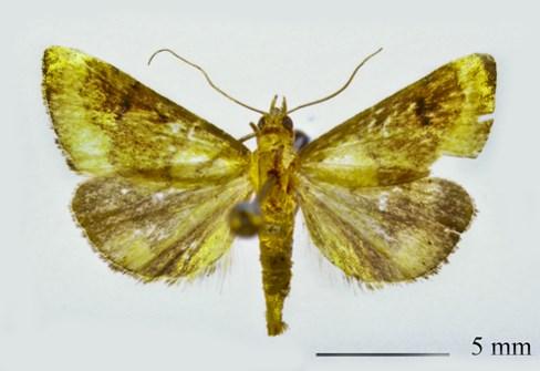 A fórumra feltett képen egy Elophila nymphaeata (Linnaeus, 1758) látható: Dusnok, 2012. július 27-28.