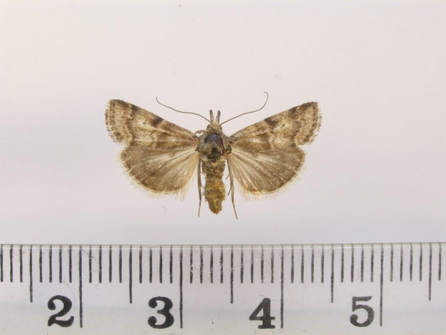 16 Fazekas: Studia specierum rararum Microlepidopterorum in Hungaria (I.) 6. ábra.