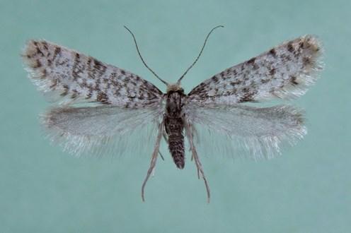 Microlepidoptera.hu 6: 23 05. 25 Abb. 1.