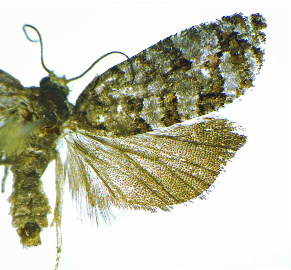 Microlepidoptera.hu 6: 7-10. 9 1 2 3 4 5 1 4. ábra.