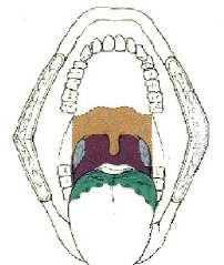Anatómia A mesopharynx a lágyszájpad és a nyelvcsont közötti garatszakaszt jelenti.