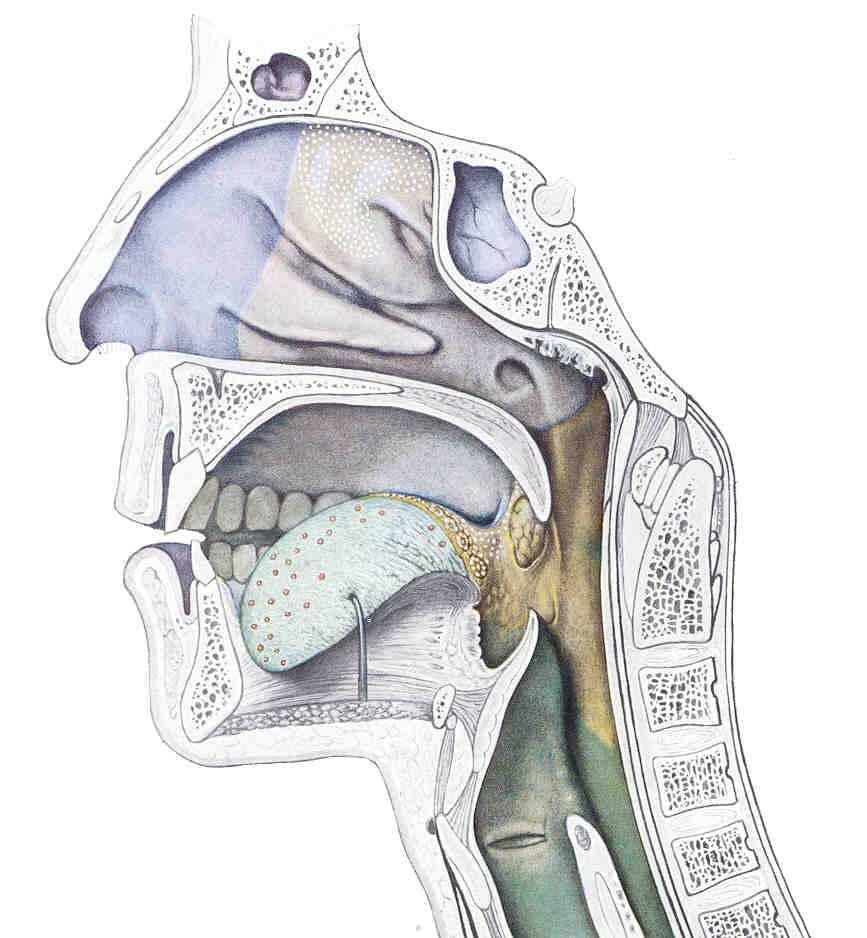 (lágyszájpad felső határa) lefelé supraglotticus gége/ hypopharynx (nyelvcsont felső éle) Hátrafele a hátsó garatfal Alrégiói: