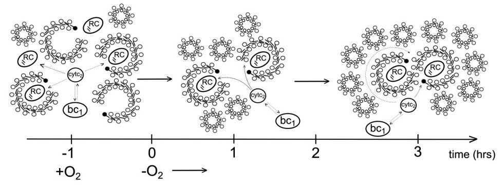 szintézise és a funkcionális fotoszintetikus egységek felelősek a kinetikákban tapasztalt változásokért (7. ábra). 7.