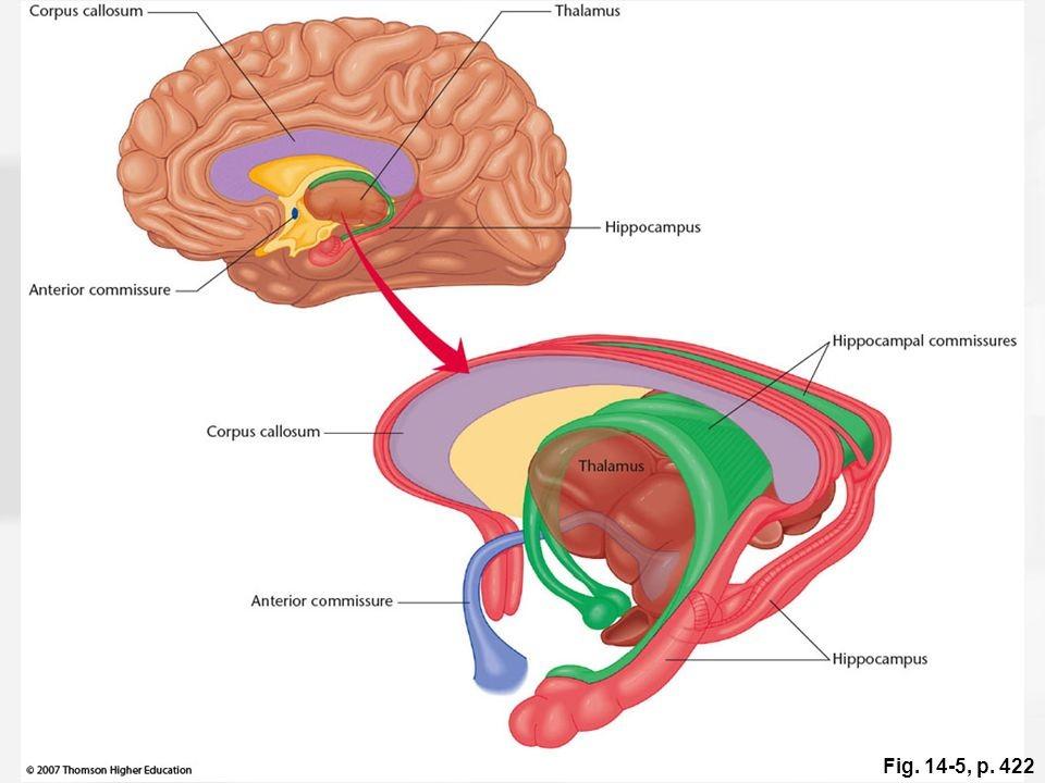 Commissuralis pályák: anterior