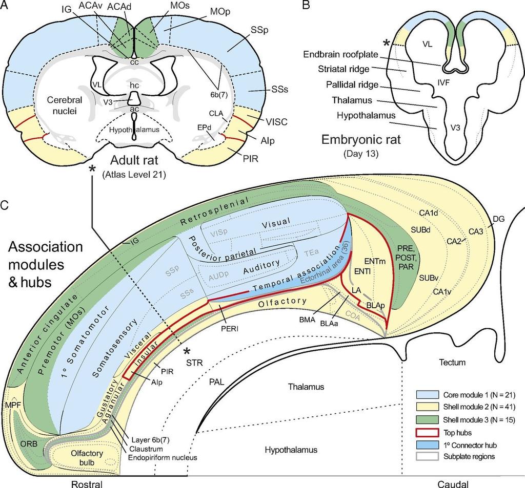Kéreg három egységet (modult) alkot: laterális rész (kék): szenzoro-motoros kontroll ventromediális rész (sárga): visceláris kontroll és rövid távú memória dorsomedialis rész (zöld):