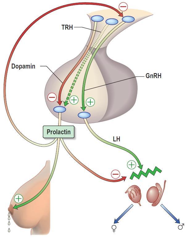 Prolaktin (PRL) A PRL a növekedési hormonhoz (GH) hasonló szerkezetű és a GH receptorhoz hasonló citokin receptorhoz kötődik Az embrionális életben a laktotrop sejtek a GH termelő sejtekből alakulnak