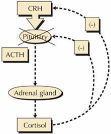 Másodlagos krónikus mellékvesekéreg elégtelenség (fehér Addison kór) A hypothalamikus vagy hypophysisealis lézió miatt az ACTH szint csökken és bilaterális mellékvesekéreg atrófia alakul ki.