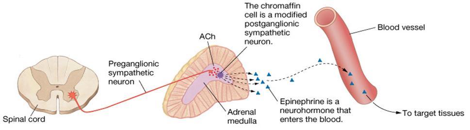 Mellékvese velő Speciális neuroendokrin (kromaffin) sejtek alkotják, és katekolaminokat szekretálnak: epinefrin (adrenalin), norepinefrin (noradrenalin) & dopamin.