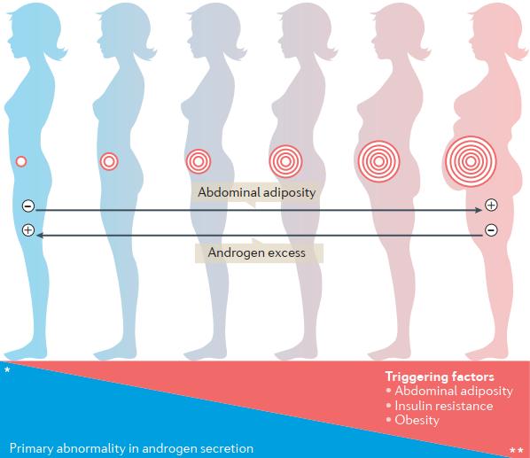 A PCOS kórélettani spektruma A PCOS kialakulásában az elsődleges androgén felszaporodás más tényezőkkel való kölcsönhatása is megfigyelhető, mint a hasi adipozitás, az elhízás és az