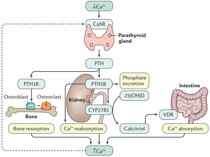 A mellékpajzsmirigy és a kalcium anyagcsere Parathormon (PTH) Alacsony ica 2+ szint esetén parathyreoidea fő sejtjei szintetizálják A PTH receptorán keresztül A disztális tubulusban és vastag