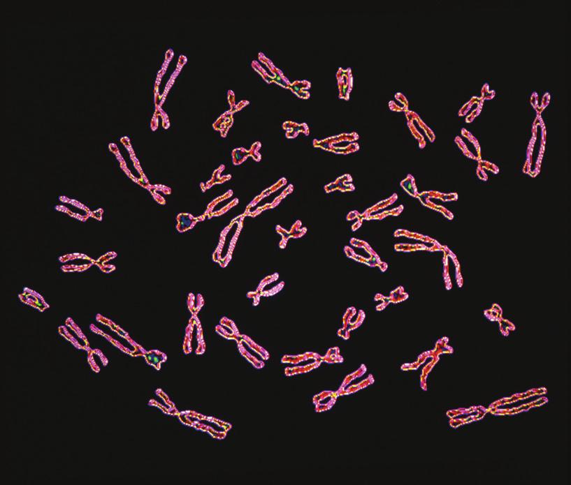 ugyanazon tulajdonságokra vonatkozó génsorozatokat tartalmaznak. kromoszómapárok tagjait ezért homológ kromoszómáknak nevezik (7. ábra).
