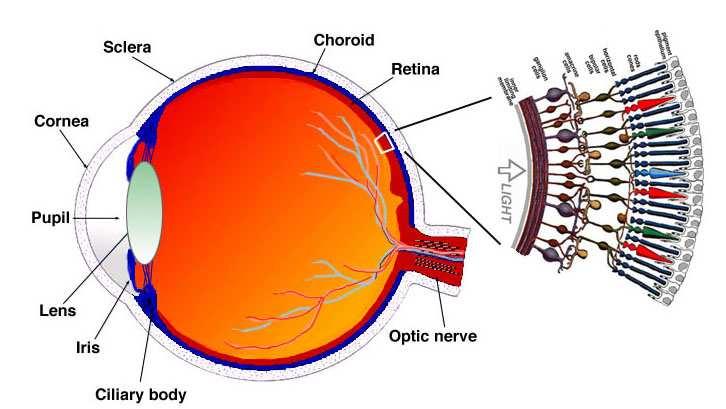 VISION LOSS Fovea Macula AMD pathology Pathogenesis