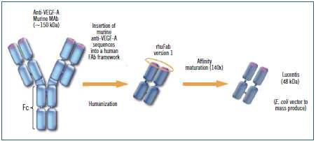 Ranibizumab(Lucentis ) Humanized monoclonal antibody fragment(not complete Ab) ProducedbyrecombinantDNA technology(escherichiacoli bacteria) Intravitreal inj(4