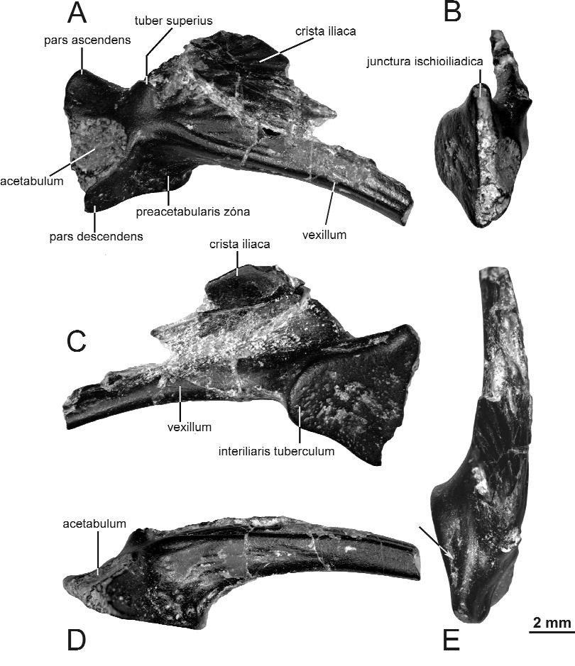 Földtani Közlöny 142/1 (2012) 37 3. ábra. Jobb ilium (MTM V 2008.16.1.), a Hungarobatrachus szukacsi SZENTESI et VENCZEL, 2010 holotípusa A) Lateralis, B) posterior, C) medialis, D) ventralis és E) dorsalis nézetben.