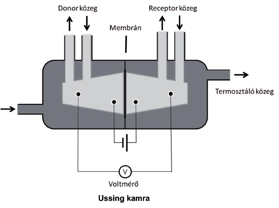 kalcitonin [59] Franz cella ph= 7,4 foszfátpuffer ph= 7,4 foszfát puffer oldat omeprazol [56] Ussing kamra ph=7,0 bis-tris puffer nikotin [60] módosított Franz cella felelő előrejelzést adnak számos