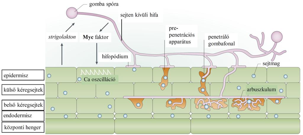 1.2. ábra. Az arbuszkuláris mikorrhiza szimbiózis kialakulása (Parniske, 2008). 1.2.1. Az arbuszkuláris mikorrhiza endoszimbiózis Az arbuszkuláris mikorrhiza szimbiózis egy ősi, a növények széles körében elterjedt együttélési forma.