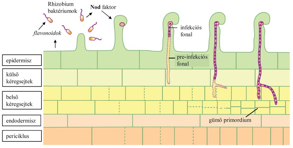 hatására a növényi sejt speciális struktúrát, ún. pre-penetrációs apparátust (PPA) hoz létre (Genre et al., 2005), mely a hifopódiumból leágazó gombafonalat elvezeti a gyökér belső kéregállományába.