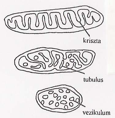 energiatartalmuk hasznosítására specializálódott rendszer A mitokondrium szerkezete és működése Alakja: gömbölyű vagy
