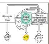 összetételű és funkciójú Fő funkciója: - Sejtlégzés - Oxidatív foszforiláció (az energia ATP formájában történő
